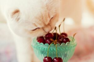Frutas Perigosas para Cães e Gatos: Gato cheirando cerejas em uma taça.