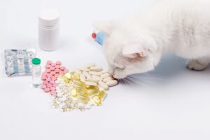 Remédios Perigosos para Pets: Gato cheirando remédios humano.