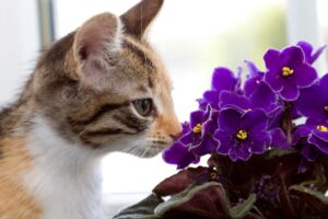 Plantas Pet Friendly: Gato cheirando violeta africana.