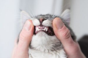 Mão abrindo a boca de um gato e mostrando os dentes saudáveis.