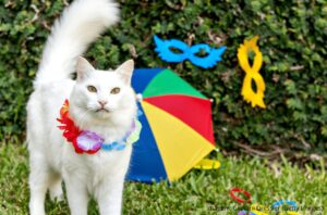 Gato com enfeite de Carnaval.