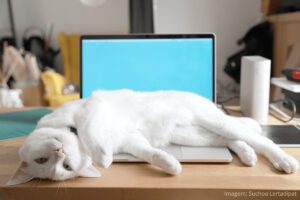 Manias Icônicas dos Gatos: Gato deitado no teclado do notebook.