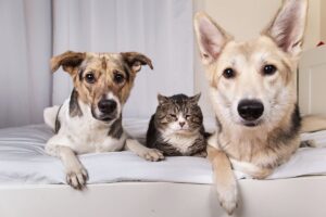 Gato e cães idosos descansando no sofá.