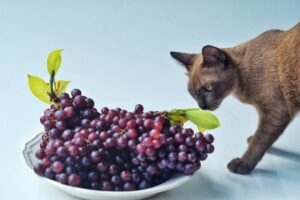 Frutas Perigosas para Cães e Gatos: Gato cheirando uvas em um prato.
