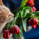 Plantas Perigosas para Cães e Gatos: Tulipas.