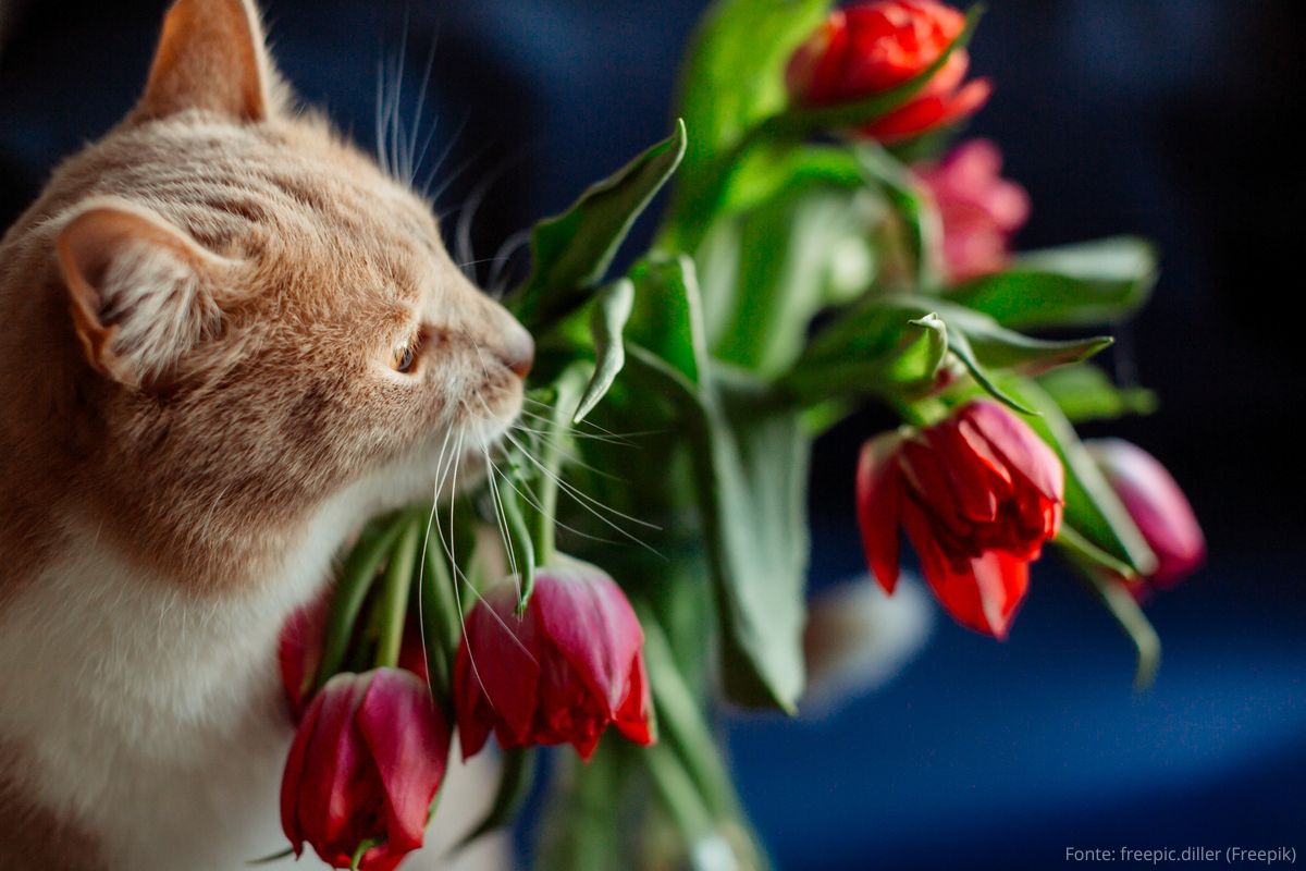 Plantas Perigosas para Cães e Gatos: Tulipas.