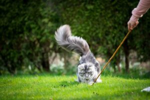 Maine Coon brincando.
