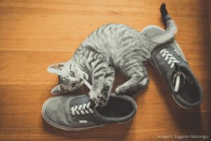 Gato mordendo cadarço de sapato. 