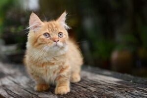 Gato Munchkin.