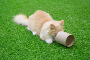 Gato Munchkin brincando.