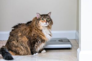 Gato obeso sentado perto de uma balança.