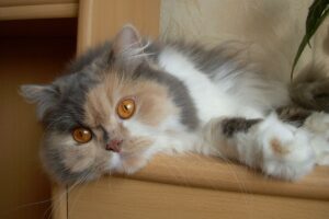 Gato persa deitado.