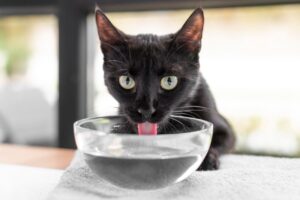 Gato preto bebendo água de uma tigela transparente.