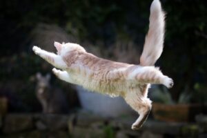 Gato pulando.