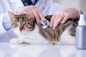 Gato sendo examinado por veterinário.
