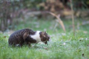Gato vomitando na grama.