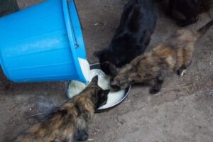 Gatos de fazenda bebendo leite fresco em uma tigela no chão.