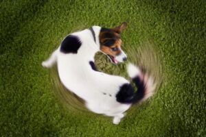 Jack Russel Terrier perseguindo o próprio rabo.