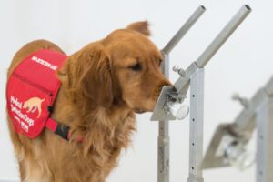 Cachorro farejando amostra com doença.