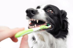 Saúde Bucal Pet: Pessoa escovando dente do cachorro.
