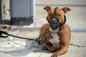 Pitbull com focinheira e coleira.