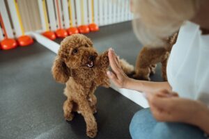 Raças de Pets Mais Fáceis de Adestrar: Poodle marrom treinando.