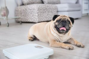 Pug acima do peso, deitando ao lado de uma balança.