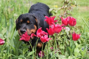 Plantas Perigosas para Cães e Gatos: Rottweiler cheirando tulipas vermelhas em um jardim.