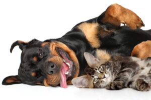 Rottweiler deitado com gato.