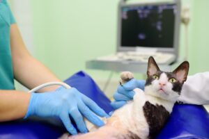 Gestação de Gatas e Cadelas: Veterinária realizando ultrassom em gata.