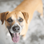 Vira-lata Caramelo e Sua Popularidade.