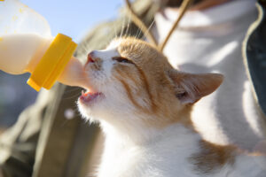 Gatos Precisam de Leite?