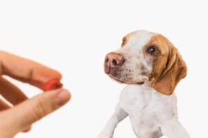 Cachorro tomando Suplemento para Pets em cápsula.