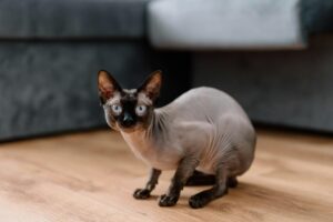 Sphynx cat