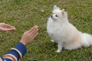 Adestramento Lulu da Pomerânia.