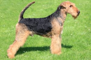 Raças Hipoalergênicas de Cães: Airedale Terrier.