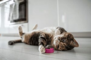Brinquedo com catnip.