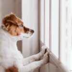 Ansiedade de Separação em Pets: O Que Fazer?