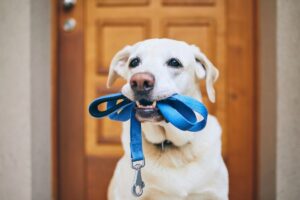 Cachorro com guia na boca esperando para passear.