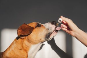 Cachorro tomando suplemento líquido por gota-gotas.