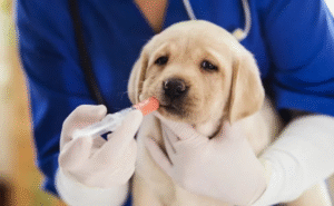Cachorro tomando vermífugo.