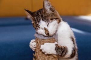 Catnip no arranhador.