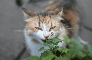 Gato comendo erva-do-gato.