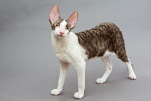 Raças Hipoalergênicas de Gatos: Cornish Rex.