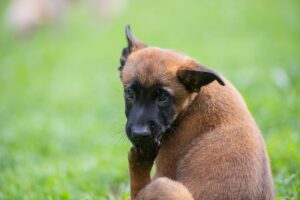Filhote de cachorro lambendo pata na grama.