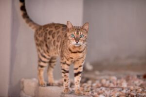 Raças Hipoalergênicas de Gatos: Bengal.