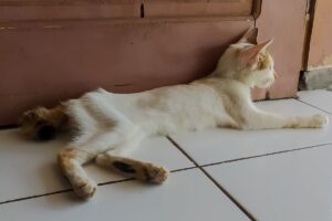 Gato com magreza excessiva deitado no chão.