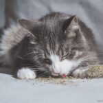 Catnip: O Encanto Natural dos Gatos.