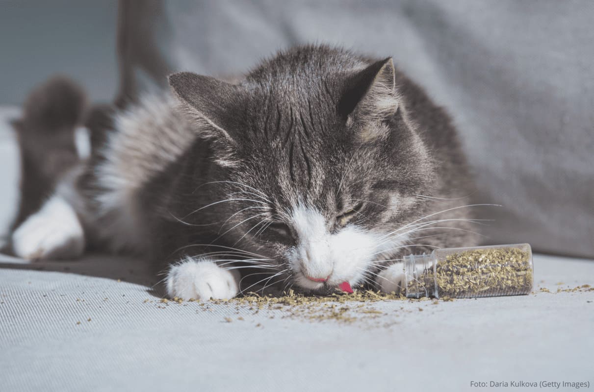 Catnip: O Encanto Natural dos Gatos.