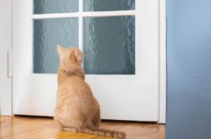 Ansiedade de Separação em Pets: Gato espera em frente à porta.